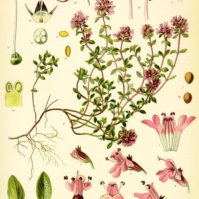 Thyme essential oil, drawing