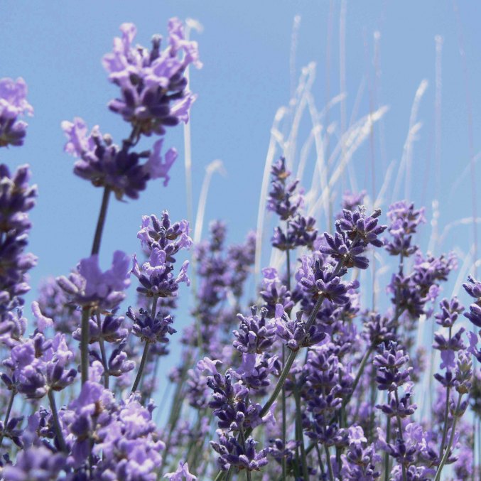 Aromatherapy Body Scrub with Fine Lavender Oil
