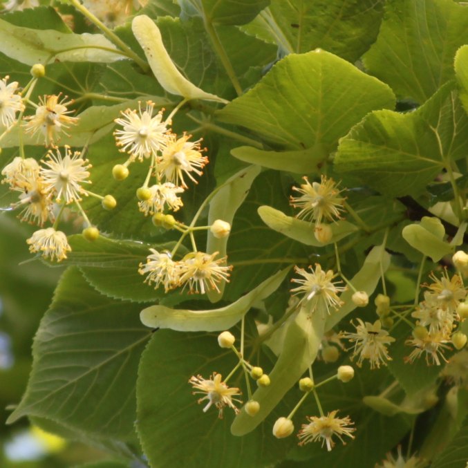 Linden blossoms