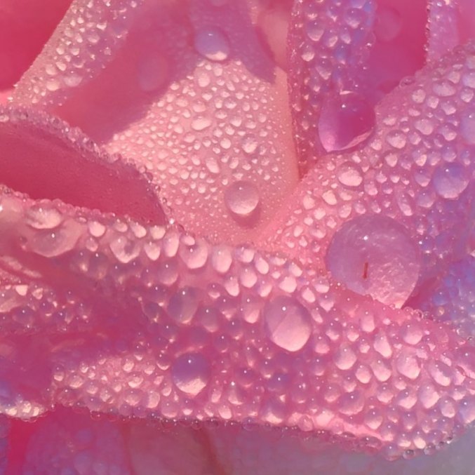The scent reminds of a morning dew on a rose/rosehip bush