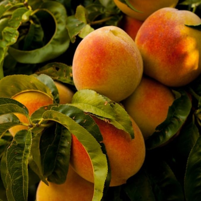PEACH Body Butter
