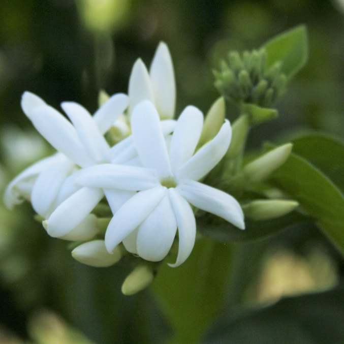 Jasmine Sambac flower