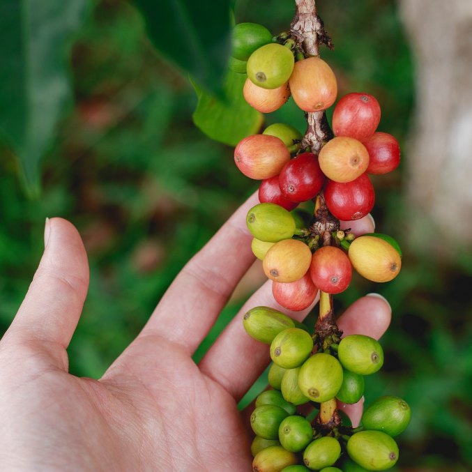 Green Coffee oil, berries