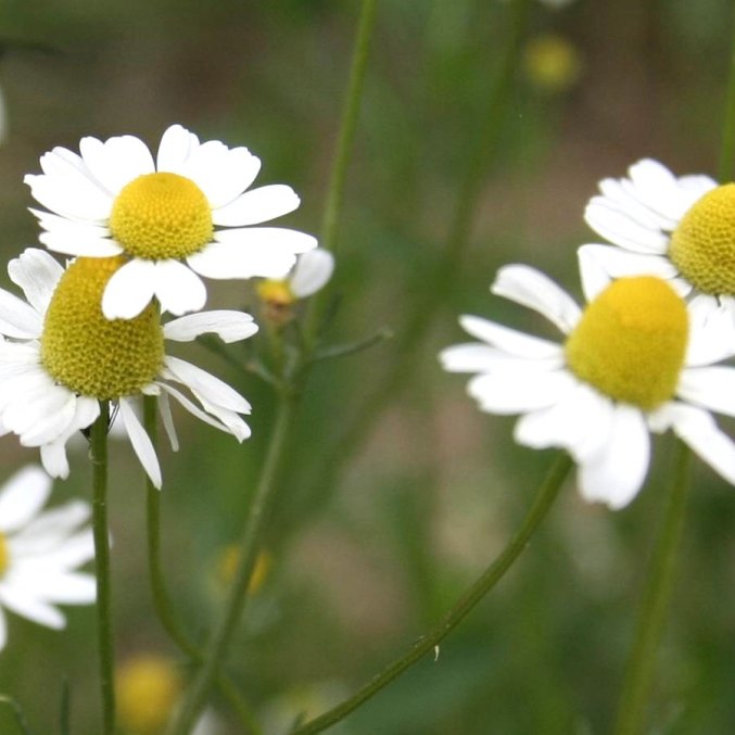 Aromaterapinė RAMUNĖLIŲ dulksna miegui