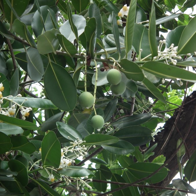 Puiklapių (foraha, tamanu) medžio riešutai, iš kurių gaunamas aliejus