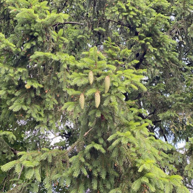 Norway spruce essential oil