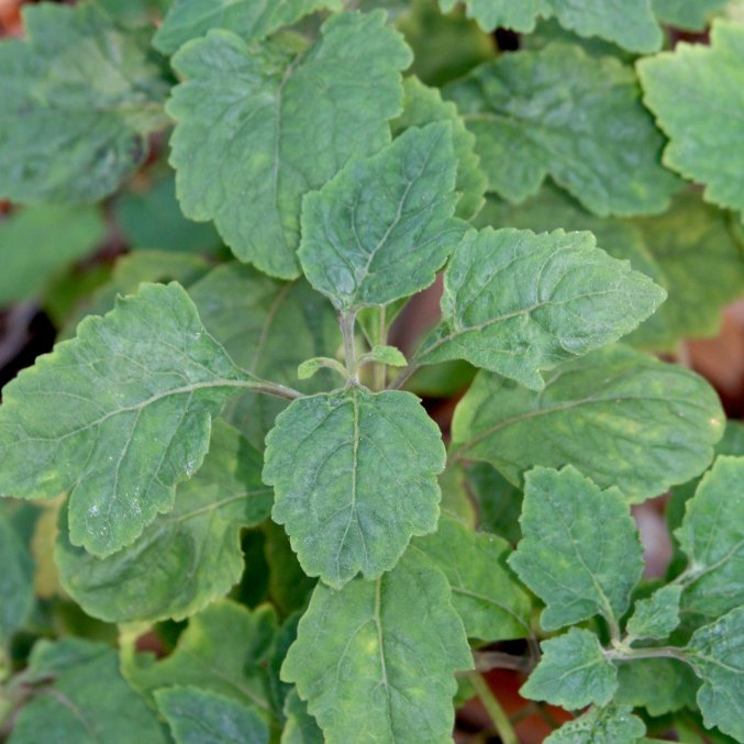 Patchouli plant