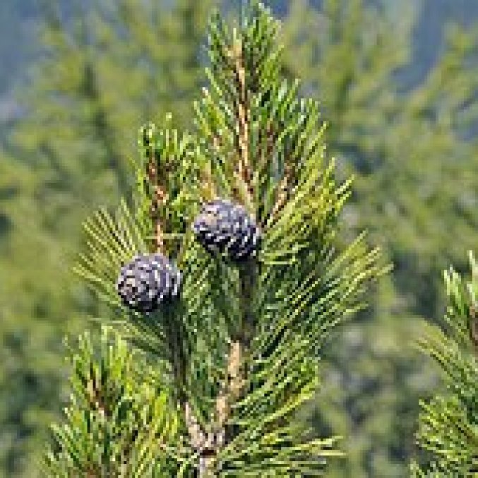 Pušų kedrinių eterinis aliejus, Pinus cembra