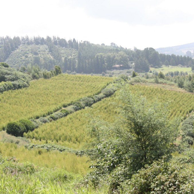 Tea Tree plantations