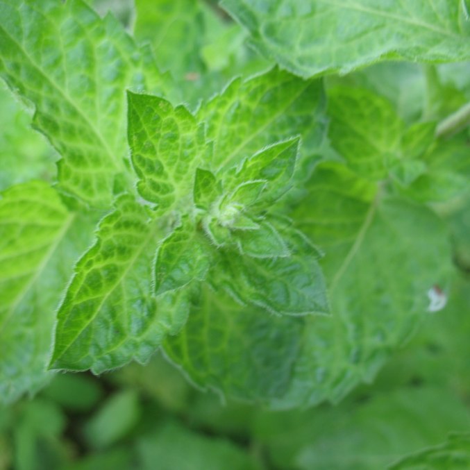 Šaltmėčių eterinis aliejus – natūralus aromatas Ramybės dulksna