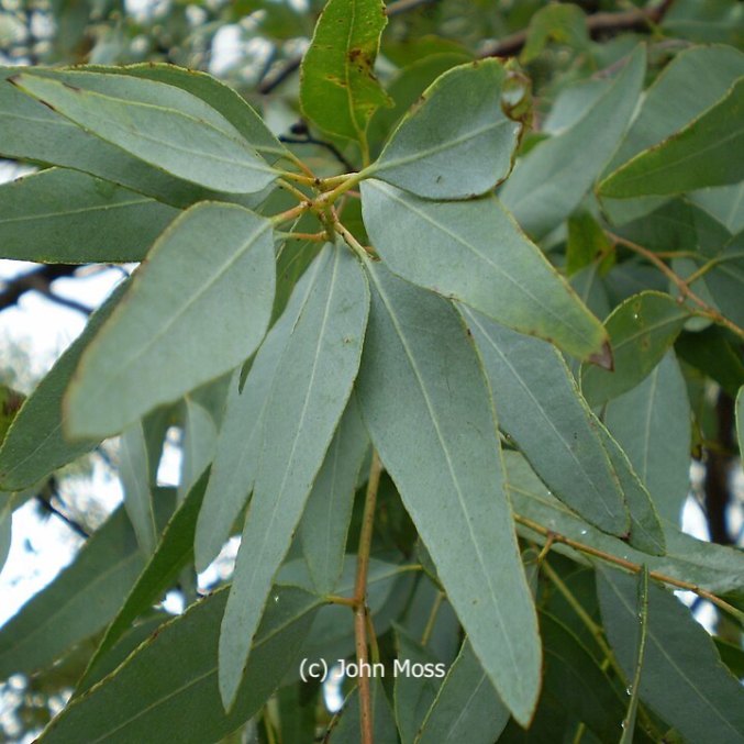 Eucalyptus essential oil