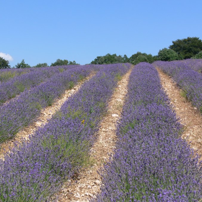 True Lavender field in Provence, essential oil