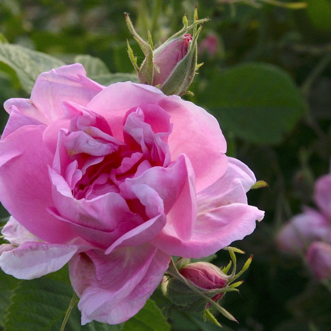 Damaskinės rožės žiedas – pagrindinis natūralaus veido serumo ingredientas