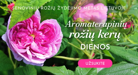 Rožių aromaterapija